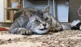 龙猫娱乐大爆料,揭秘幕后故事与精彩瞬间